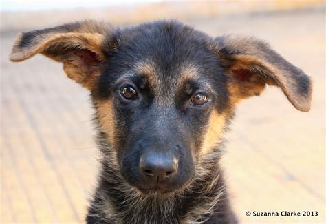 How do you puppy proof for german shepherds? THE VIEW FROM FEZ: German Shepherds for Adoption in Fez