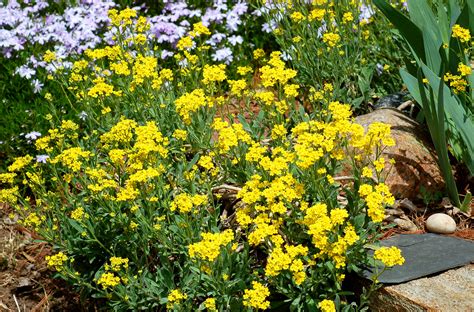 15,000+ vectors, stock photos & psd files. Yellow Alyssum Flowers: the Perennial, Basket of Gold