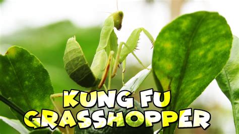 Kung Fu Grasshopper Nature Shots Youtube