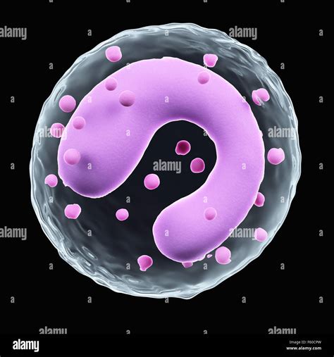 Monocito Célula Fotos E Imágenes De Stock Alamy