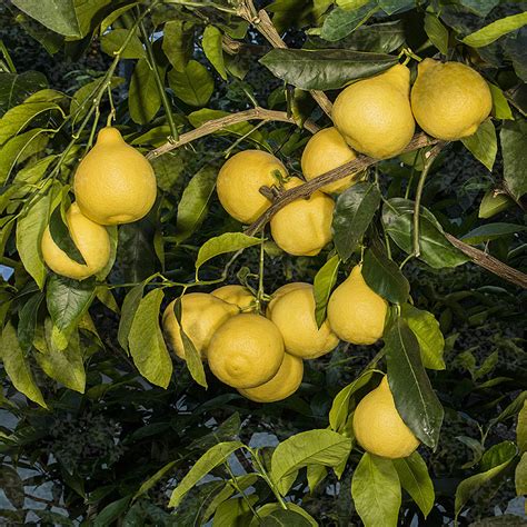 Adams Apple Oscar Tintori Nurseries Worldwide Citrus Plants