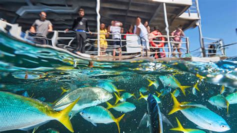 Overnight Great Barrier Reef Stay With Cruise And Snorkelling Cairns