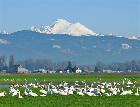 Skagit Valley Wash ~ Snow Geese And Trumpeter Swans Skagit Valley