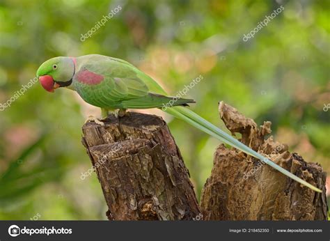 Alexandrine Parakeet Psittacula Eupatria Beautiful Colorful Parrot