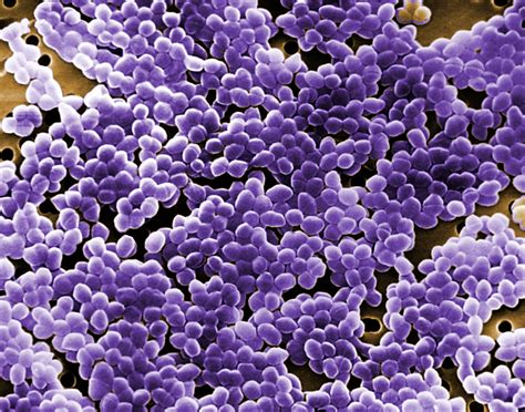 Enterococcus Sp Batteri Sem Doccheck