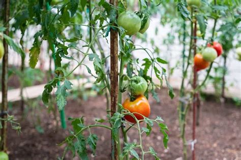 The Best Tomato Stakes For Healthy Tomato Plants Minneopa Orchards