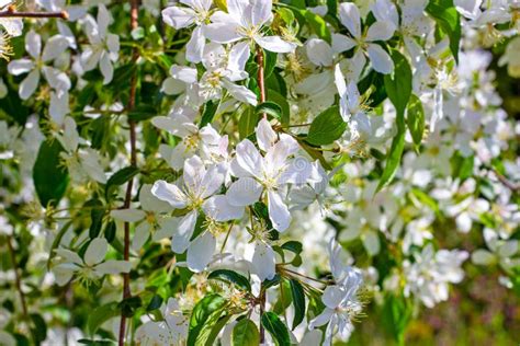 White Crabapple Tree Blossom On Green Leaves Background In The Garden