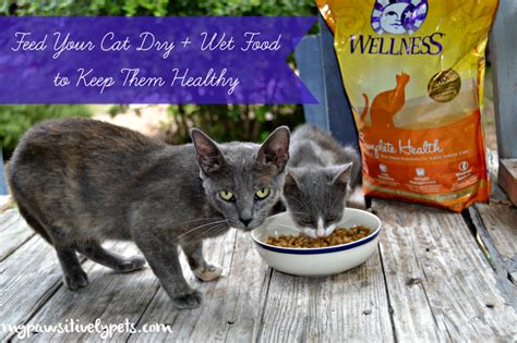 For starters, have your cat evaluated by a veterinarian. Feed Your Cat Dry + Wet Food to Keep Them Healthy # ...