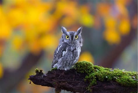 21 Amazing Owl Photos To Take Your Breath Away