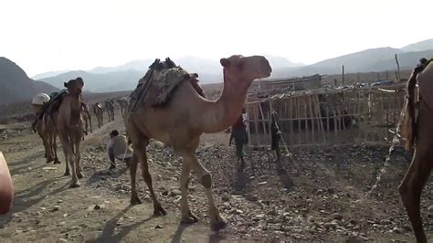 Camel Train In Ethiopia Youtube