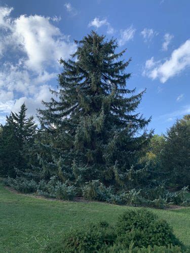 Picea Omorika × Pungens Troemner Troemner Hybrid Spruce Conifer