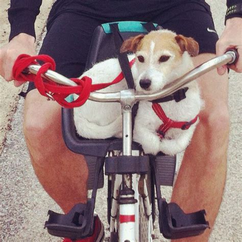 Small Dog Fits Just Perfect In Baby Chair On Bike Cutest Dog Ever