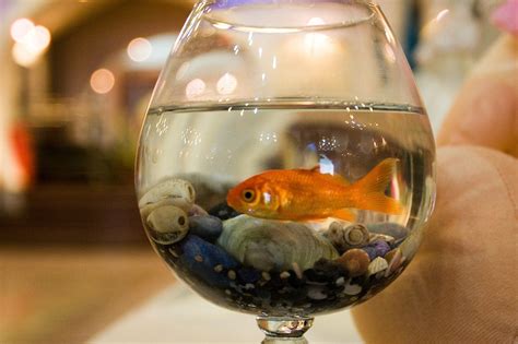 What does a thirsty fish look like, anyway? Goldfish 'get drunk for three months' to survive winter