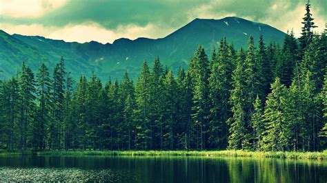 Green Pine Trees Nature Forest Lake Landscape Hd Wallpaper
