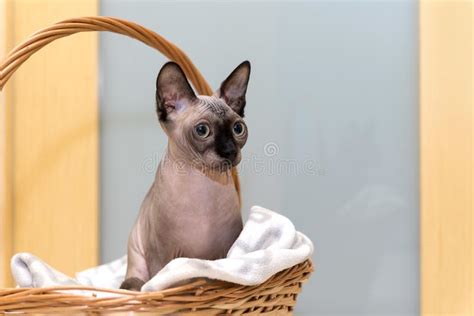 Bald Hairless Cat The Cat Of Breed The Canadian Sphynx Sits In Stock