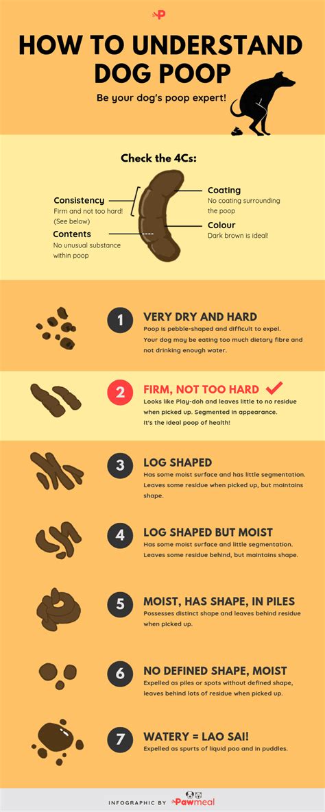 Dog Poop Color Chart And What It Can Tell You About Your Dog