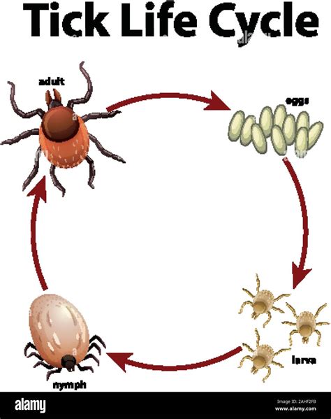 Diagram Showing Life Cycle Of Tick Illustration Stock Vector Image