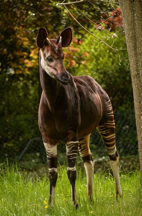 The okapi is a relative of the giraffe, with striped legs like a zebra. Okapi Calf Makes Reluctant Debut at Chester Zoo - ZooBorns