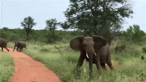 African Bush Elephant Gifs Gif Abyss My Xxx Hot Girl