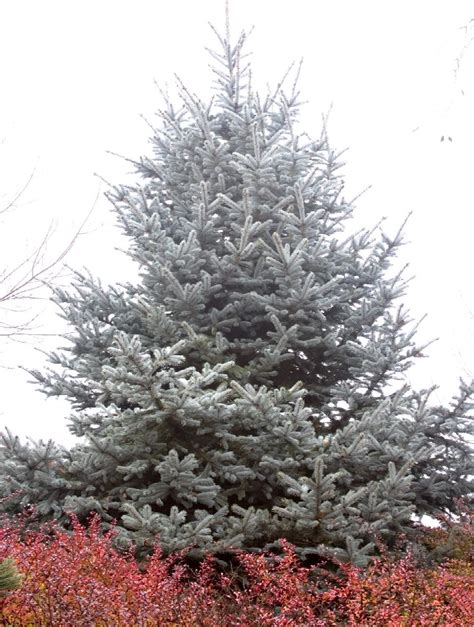 Hoops Blue Spruce Picea Pungens Hoopsii Monrovia Plant