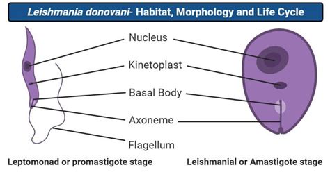 Leishmania Donovani Habitat Morphology And Life Cycle Life Cycles Science Articles Cell