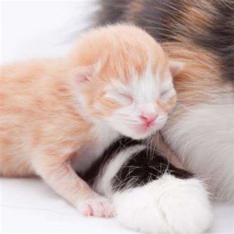 Caring For Newborn Kittens Thriftyfun