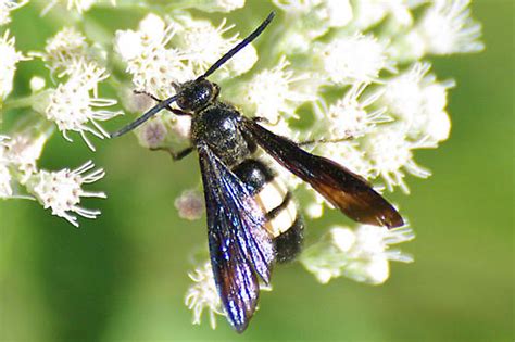 Double Banded Scoliid Wasp Scolia Bicincta Bugguidenet