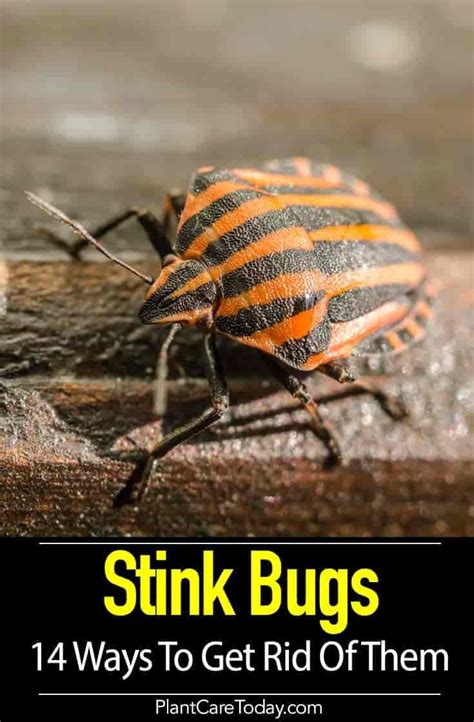 How To Get Stink Bugs Out Of Garden How To Get Rid Of Stink Bugs In