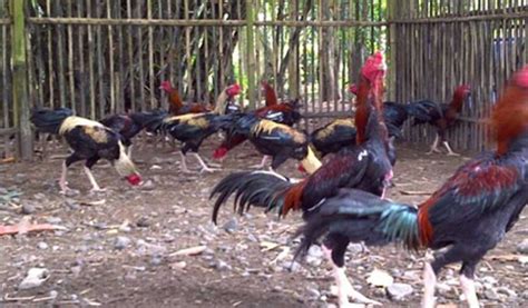 Cara Ternak Ayam Bangkok Rumahan Yang Datangkan Keuntungan Besar