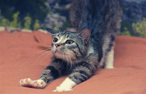 Cat Stretching Why Do Cats Love To Stretch So Much — Animal Hearted