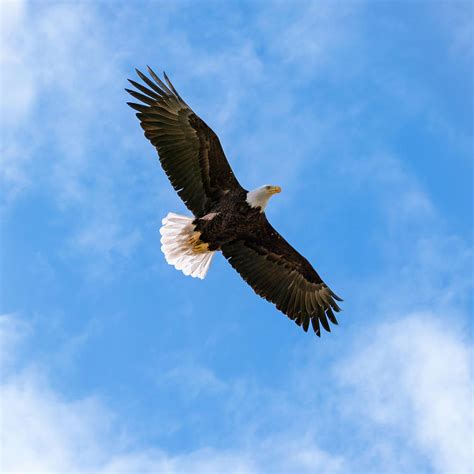 United States National Bird Bald Eagle With Wings Spread Wide