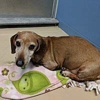 They ask for a cash transfer in advance before shipping a puppy. Available pets at Central Texas Dachshund Rescue in Humble ...