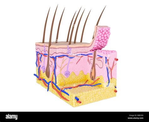 Human Skin Diagram Hi Res Stock Photography And Images Alamy