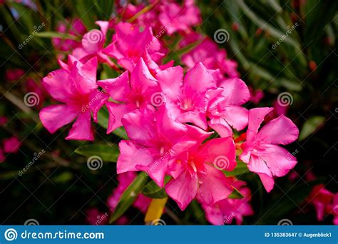 Nerium Oleander Blooming In Red Stock Image Image Of Beautiful