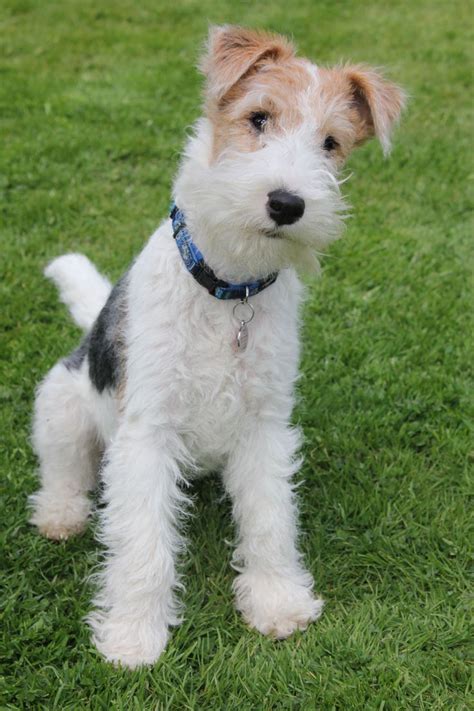 The Best Toys For Fox Terrier Wirehaired Fox Terrier Fox Terrier Puppy Wire Fox Terrier
