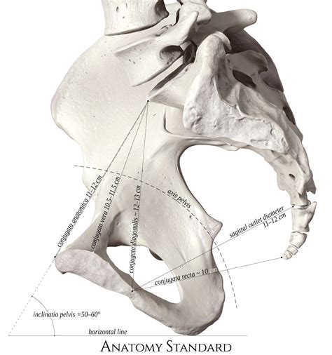 The bony pelvis is formed by the sacrum and coccyx and a pair of hip bones (ossa coxae), which are part of the appendicular skeleton.its primary function is the transmission of forces from the axial skeleton to the lower limbs as well as supporting the pelvic viscera. Pelvis & Gender Differences of Pelvic Anatomy