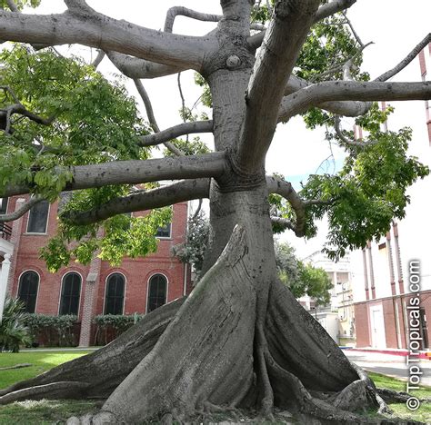 Ceiba Pentandra Kapok Tree Mayas Sacred Tree At The Center Of The Earth