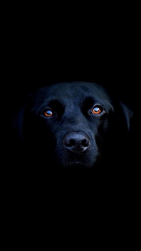 Find the best cute dog wallpapers on getwallpapers. 50 HD Dog iPhone Wallpapers