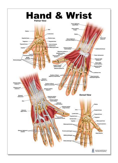 Anatomy Of The Wrist Anatomical Charts And Posters