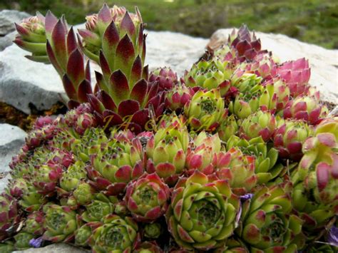 The stems have sharp spines which tend to grow through the leaves. Sempervivum cantabricum | World of Succulents