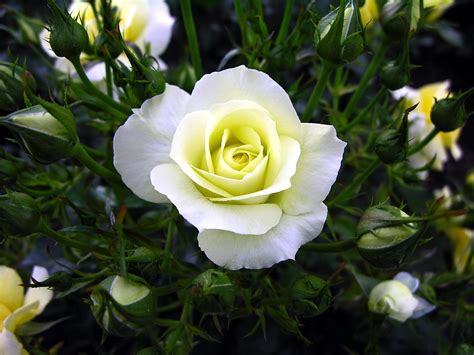 White Rose Flowers Flowers