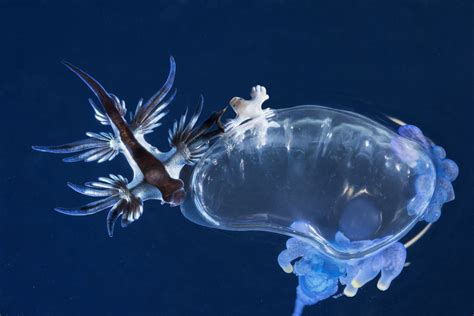 Blue Glaucous Incredibly Poisonous Dragon Sea Slug And A Portuguese Man
