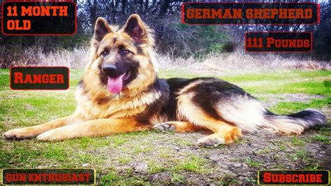 11 Month Old German Shepherd 111 Pounds Youtube
