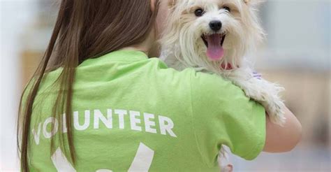 Learn How To Be A Volunteer At The Green Bay Humane Society Green Bay