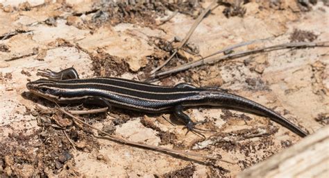 Maryland Biodiversity Project Common Five Lined Skink Plestiodon
