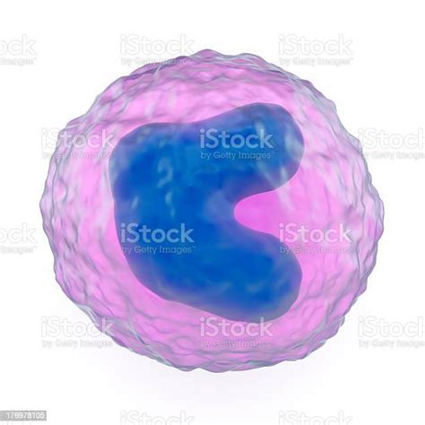 単球 マクロファージのストックフォトや画像を多数ご用意 マクロファージ 単球 白血球 Istock