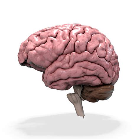 Anatomi Otak Bagian Fungsi Sistem Dan Gangguannya