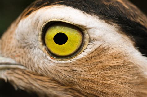 Closeup Eye Of A Bird Photograph By Jess Kraft
