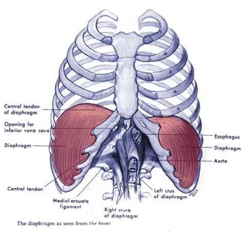 Muscles Over Rib Cage What Causes Muscle Spasms In The Rib Cage Area