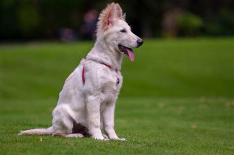 Long Haired White German Shepherd Stock Photos Pictures And Royalty Free